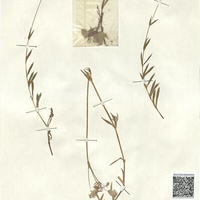 Silene vulgaris (Moench) Garcke subsp. humilis (Schubert) Rauschert -  RO-HSepv 13040 photo