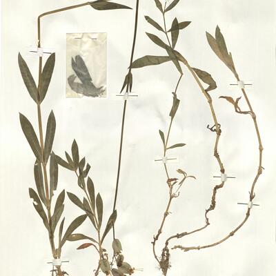 Silene vulgaris (Moench) Garcke subsp. vulgaris -  RO-HSepv 15988 photo