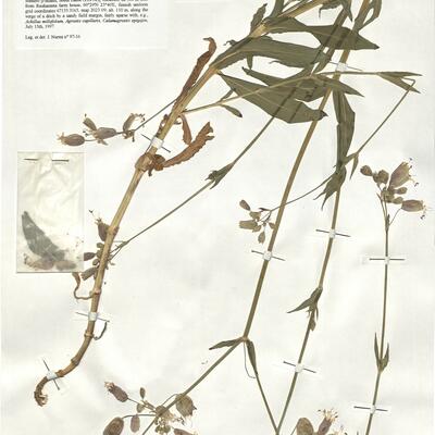 Silene vulgaris (Moench) Garcke var. vulgaris -  RO-HSepv 18950 photo