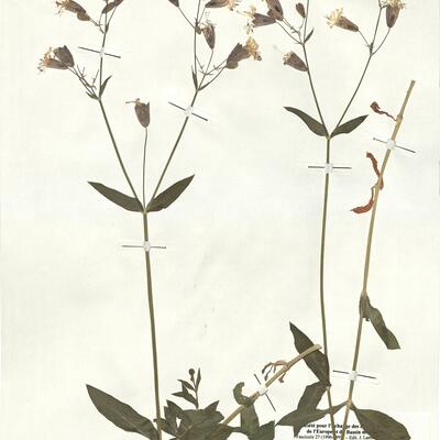 Silene vulgaris (Moench) Garke subsp. antelopum (Vest) Hayek -  RO-HSepv 17898 photo