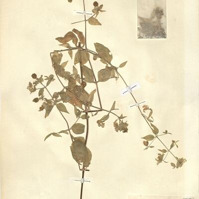 Cucubalus baccifer L. -  RO-HSepv 11164 photo