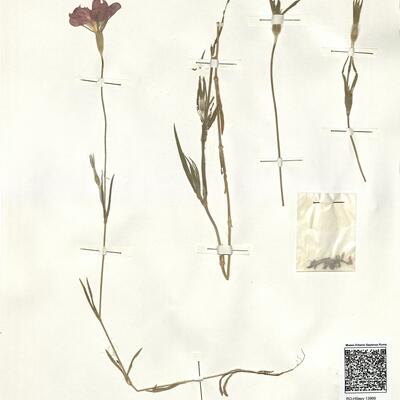 Agrostemma githago L. -  RO-HSepv 13969 photo