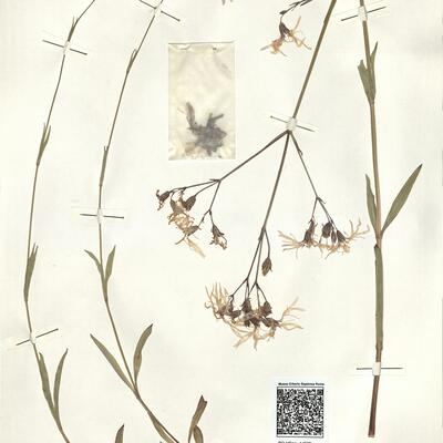 Lychnis flos-cuculi L. subsp. flos-cuculi -  RO-HSepv 14975 photo