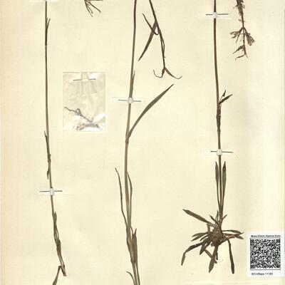 Lychnis viscaria L. subsp. viscaria -  RO-HSepv 11183 photo