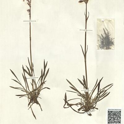 Lychnis viscaria L. subsp. viscaria -  RO-HSepv 13009 photo