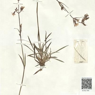 Lychnis viscaria L. subsp. viscaria -  RO-HSepv 16866 photo
