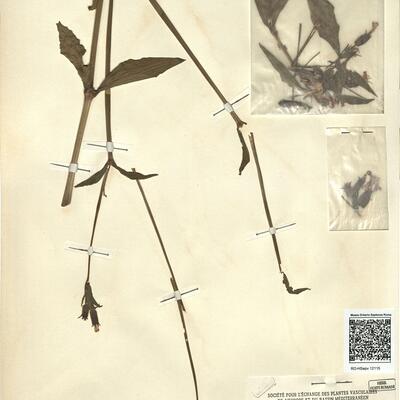 Melandrium x dubium Hampe  -  RO-HSepv 12115 photo