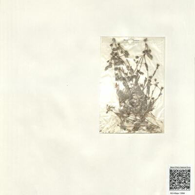 Holosteum umbellatum L. subsp. glutinosum (Bieb.) Nyman -  RO-HSepv 13994 photo