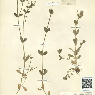 Cerastium atlanticum Durieu subsp. atlanticum var. atlanticum -  RO-HSepv 12991 photo