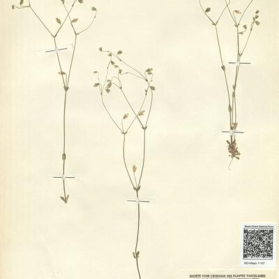 Cerastium brachypetalum Pers. subsp. tenoreanum (Ser.) Soó -  RO-HSepv 11157 photo