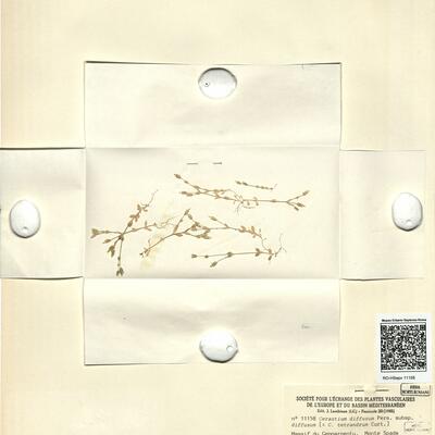 Cerastium diffusum Pers. subsp. diffusum -  RO-HSepv 11158 photo