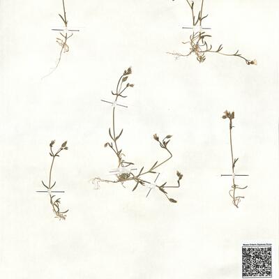 Cerastium dubium (Bast.) Guépin -  RO-HSepv 17867 photo