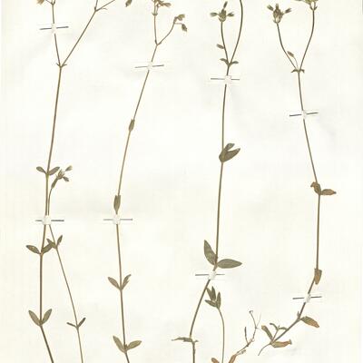 Cerastium fontanum Baumg. subsp. vulgare (Hartm.) Greuter & Burdet -  RO-HSepv 14959 photo