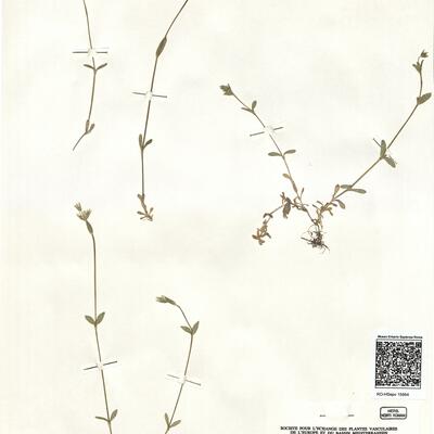 Cerastium fontanum Baumg. subsp. vulgare (Hartm.) Greuter & Burdet -  RO-HSepv 15954 photo