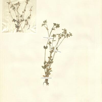 Cerastium glomeratum Thuill. -  RO-HSepv 12994 photo