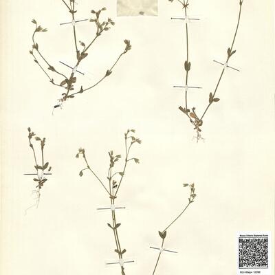 Cerastium glutinosum Fries -  RO-HSepv 12096 photo