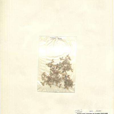 Cerastium illyricum Ard. subsp. comatum (Desv.) P.D. Sell & Whitehead -  RO-HSepv 12995 photo