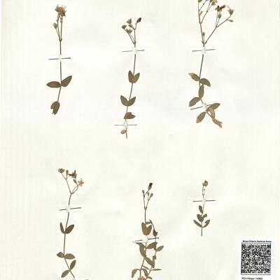 Cerastium ligusticum Viv. -  RO-HSepv 14960 photo