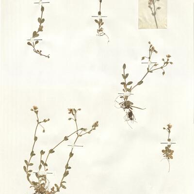 Cerastium ligusticum Viv. subsp. ligusticum -  RO-HSepv 15955 photo