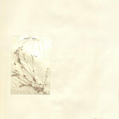 Cerastium semidecandrum L. -  RO-HSepv 12997 photo