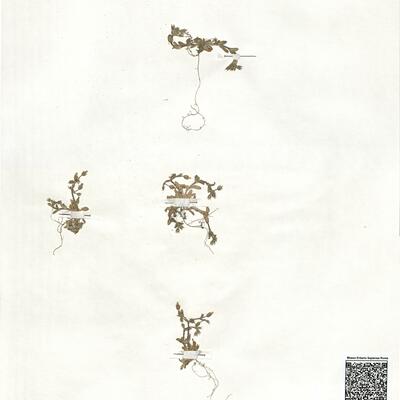 Cerastium semidecandrum L. -  RO-HSepv 18908 photo