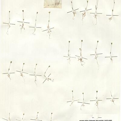 Moenchia erecta (L.) Gaertn., Mey. & Scherb. cf. subsp. octandra (Moris) coutinho -  RO-HSepv 14977 photo