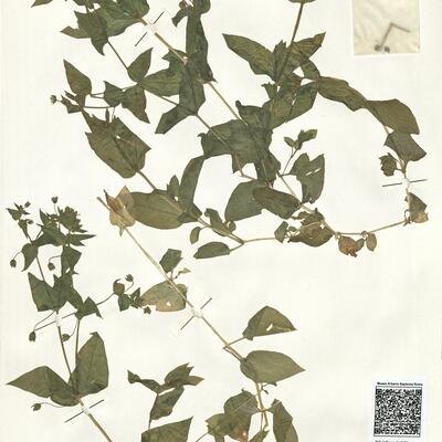 Myosoton aquaticum (L.) Moench -  RO-HSepv 14002 photo