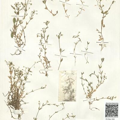 Stellaria alsine Grimm -  RO-HSepv 15002 photo