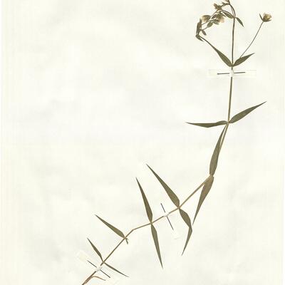 Stellaria holostea L. -  RO-HSepv 15003 photo