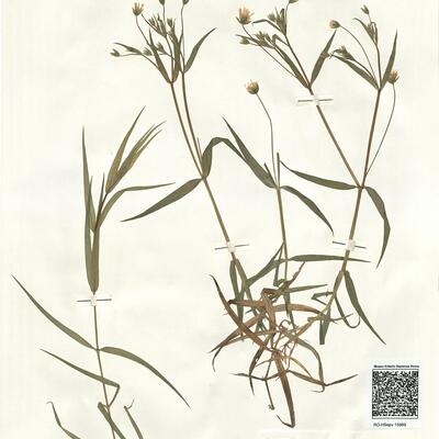 Stellaria holostea L. -  RO-HSepv 15989 photo