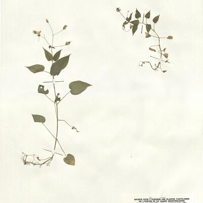 Stellaria nemorum L. subsp. montana (Pierrat) Berher -  RO-HSepv 14025 photo