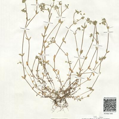 Stellaria pallida (Dum.) Piré -  RO-HSepv 18953 photo