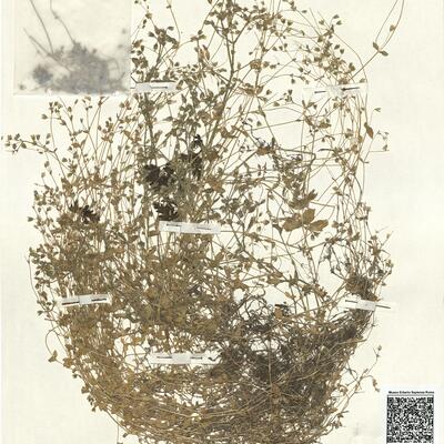 Stellaria pallida (Dum.) Piré  -  RO-HSepv 13046 photo