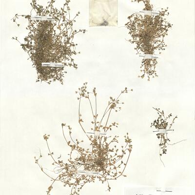 Stellaria pallida (Dum.) Piré  -  RO-HSepv 17901 photo