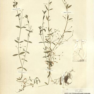 Stellaria uliginosa Murray  -  RO-HSepv 11217 photo