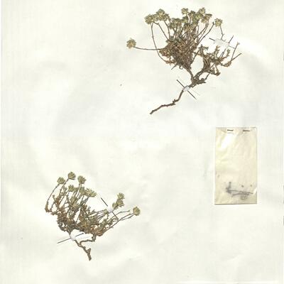 Arenaria aggregata (L.) Loisel. subsp. aggregata -  RO-HSepv 17863 photo