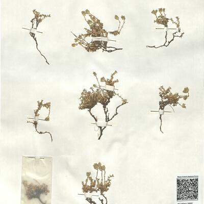 Arenaria armerina Bory subsp. armerina -  RO-HSepv 16850 photo