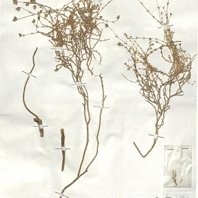 Arenaria armerina Bory subsp. armerina -  RO-HSepv 18904 photo