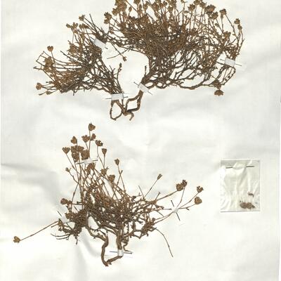 Arenaria armerina Bory subsp. armerina -  RO-HSepv 18905 photo