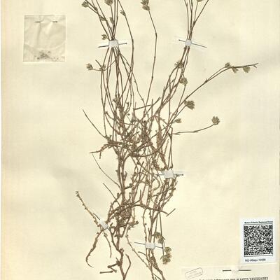 Arenaria armerina Bory var. elongata (Boiss.) Pau -  RO-HSepv 12086 photo