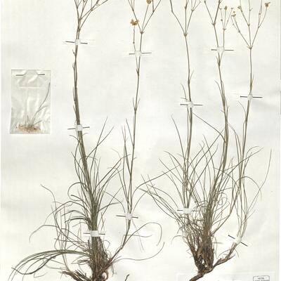 Eremogone biebersteinii (Schlecht.) Holub -  RO-HSepv 18919 photo