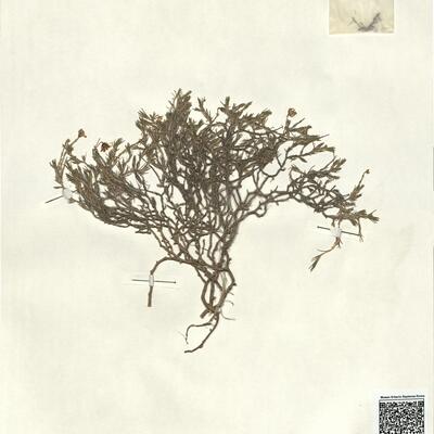 Minuartia capillacea (All.) Graebn. -  RO-HSepv 13010 photo