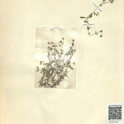 Arenaria cerastioides Poir.  -  RO-HSepv 12087 photo