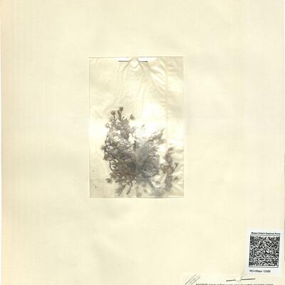 Arenaria ciliata L. subsp. ciliata -  RO-HSepv 12088 photo