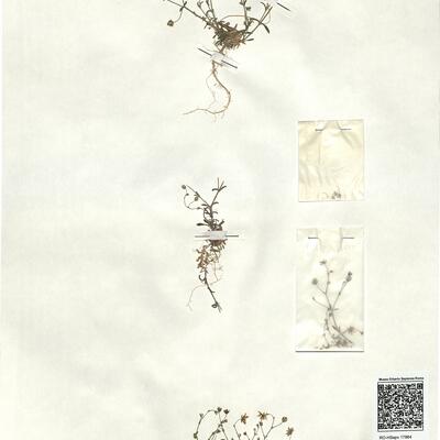 Arenaria conimbricensis Brot. subsp. viridis Font Quer -  RO-HSepv 17864 photo