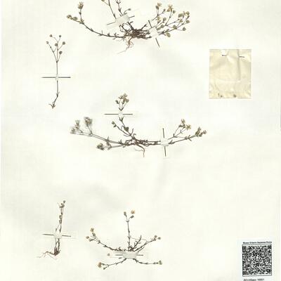 Arenaria controversa Boiss. -  RO-HSepv 16851 photo