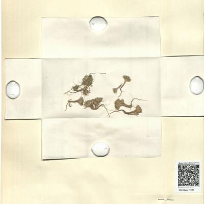 Minuartia dichotoma L. -  RO-HSepv 11185 photo