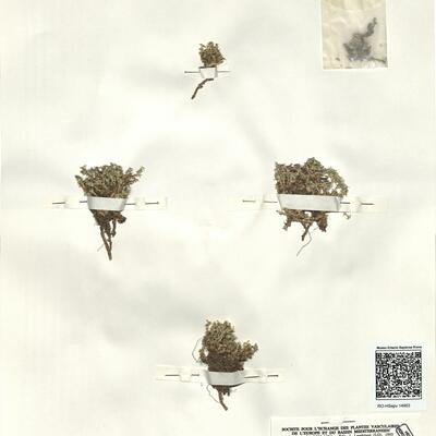 Arenaria erinacea Boiss. -  RO-HSepv 14953 photo