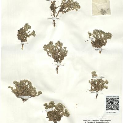 Arenaria erinacea Boiss. -  RO-HSepv 17865 photo