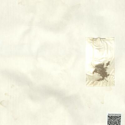 Minuartia funkii (Jord.) Aschers. & Graebn. -  RO-HSepv 13011 photo